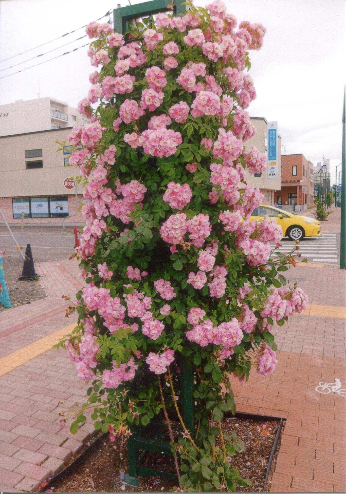 花