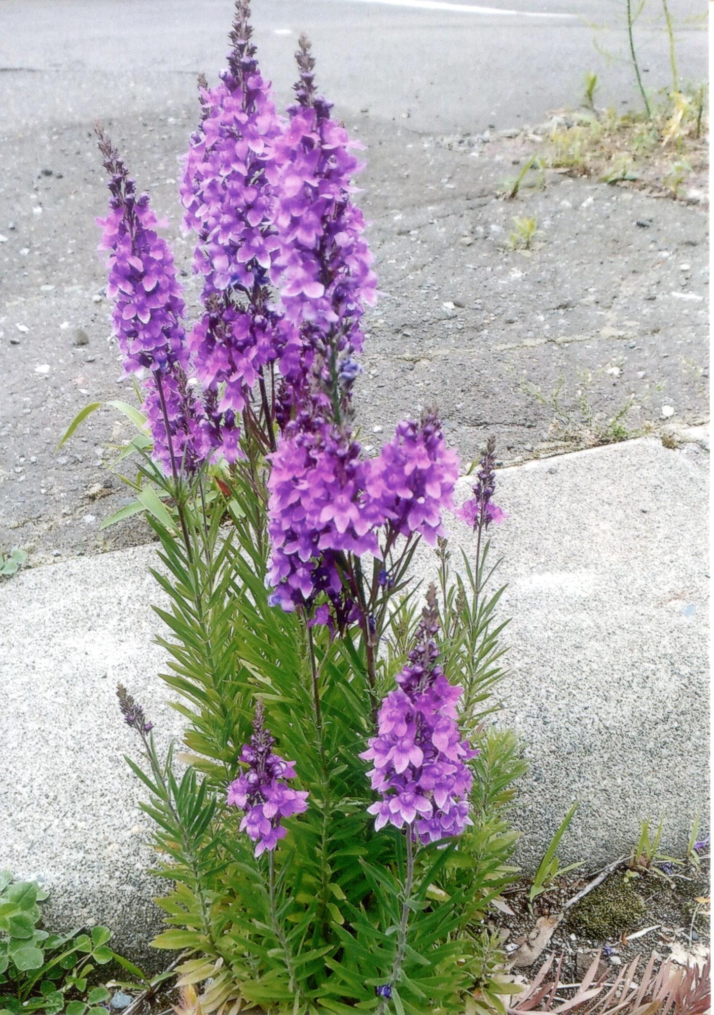 花