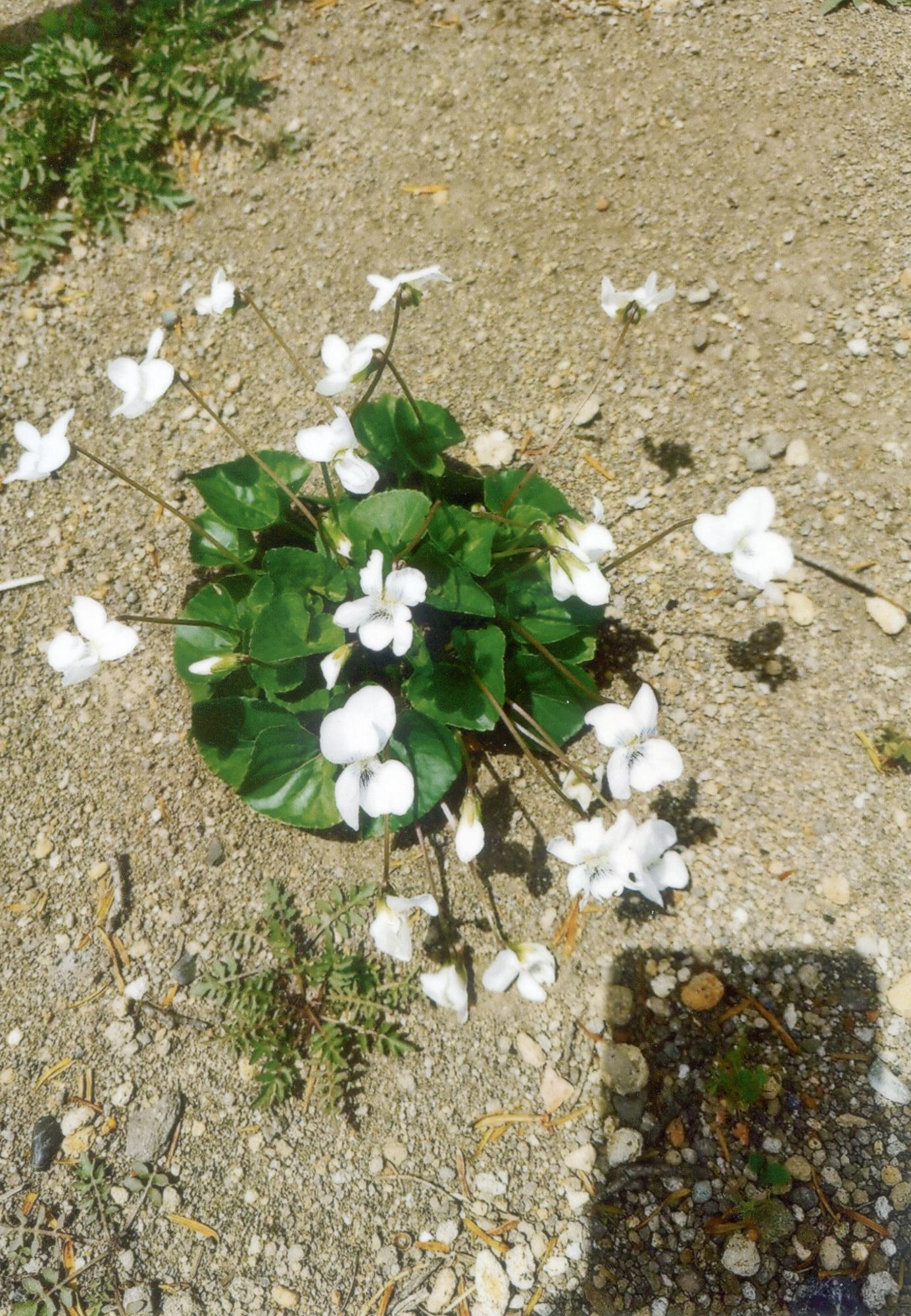 花