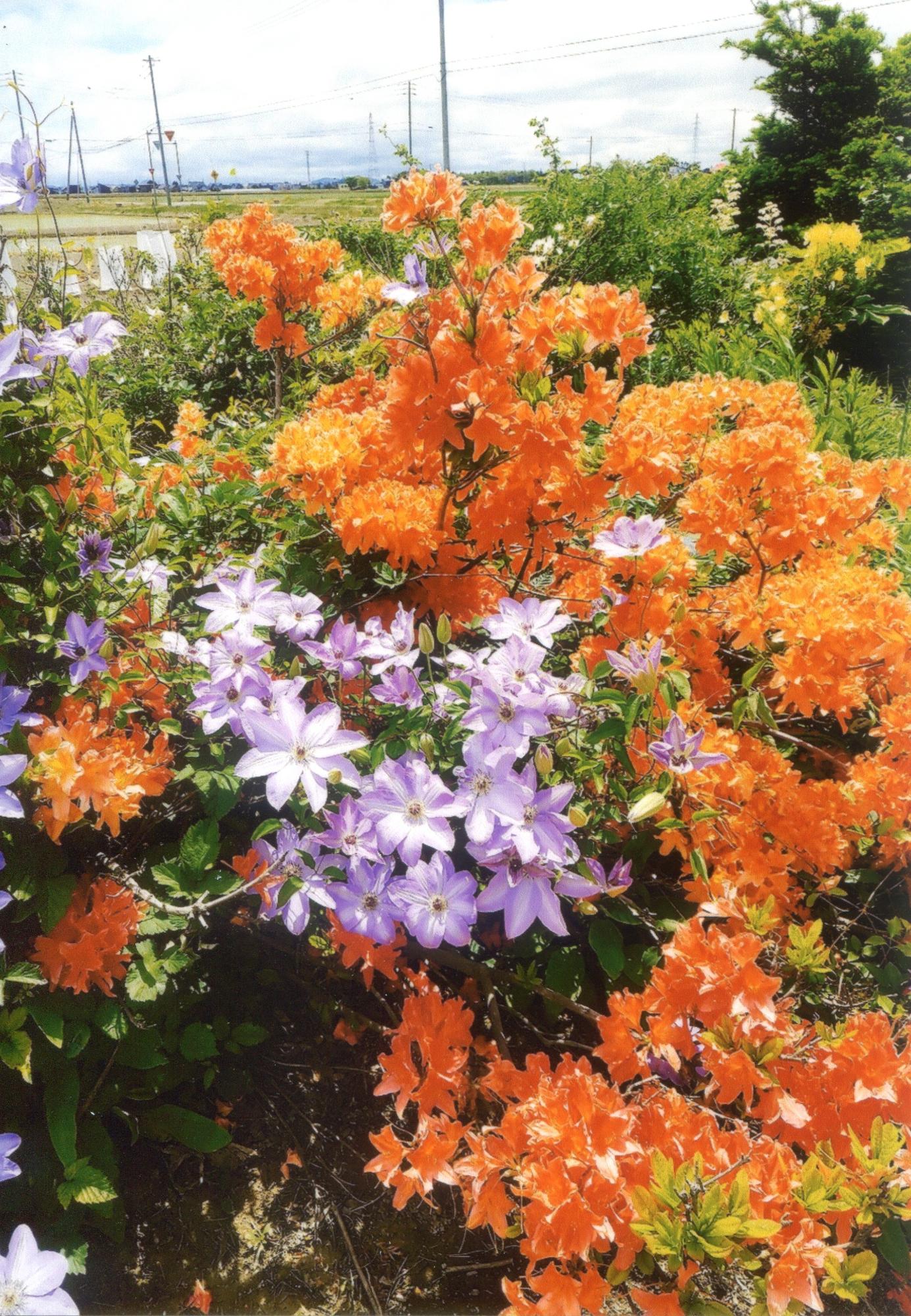花