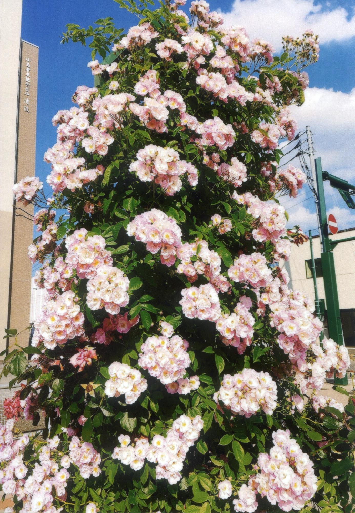 花