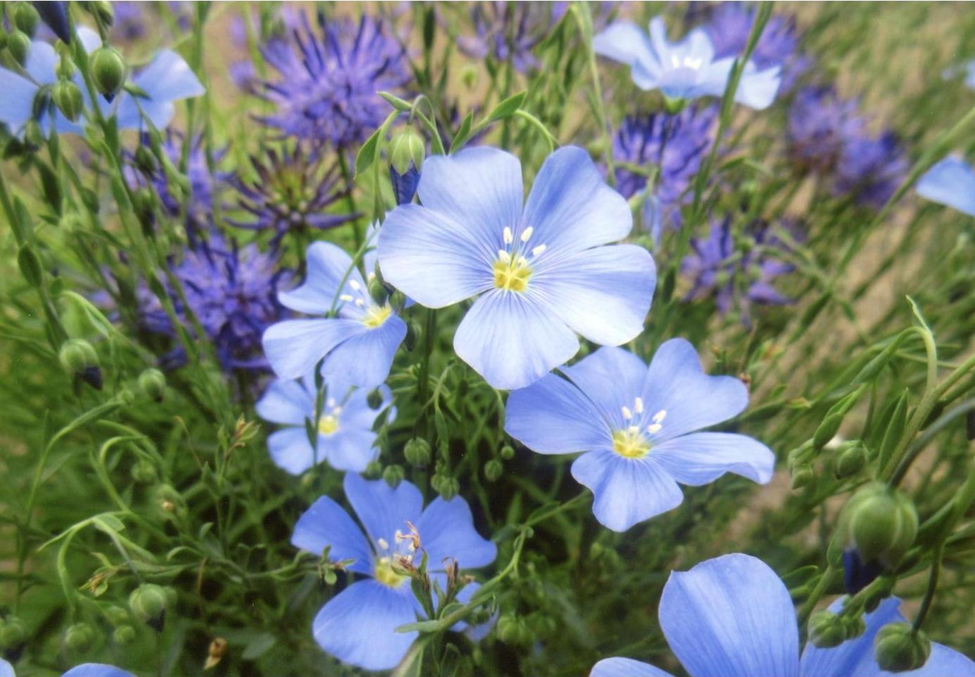 花