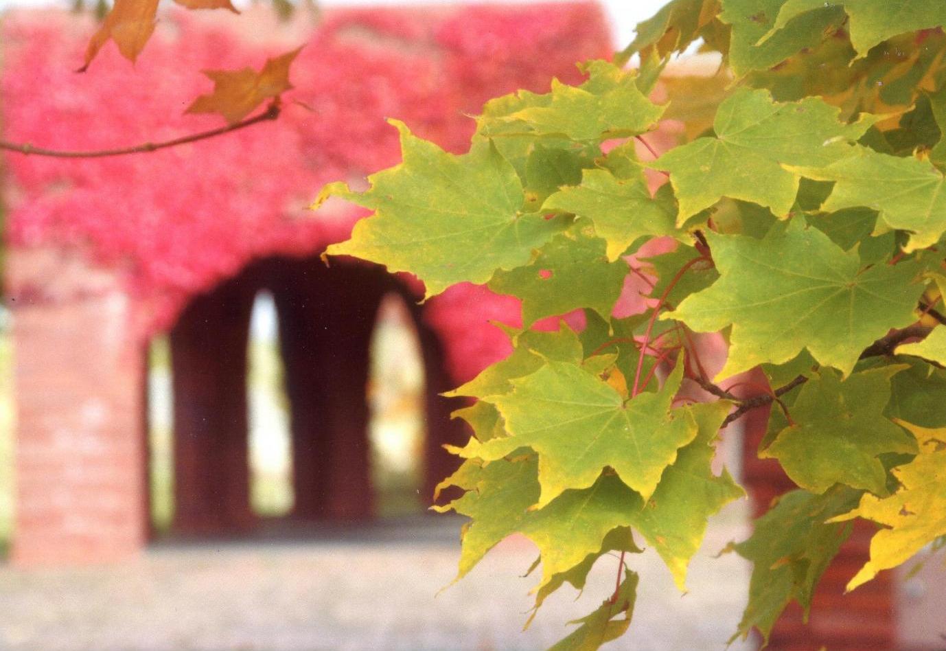 紅葉