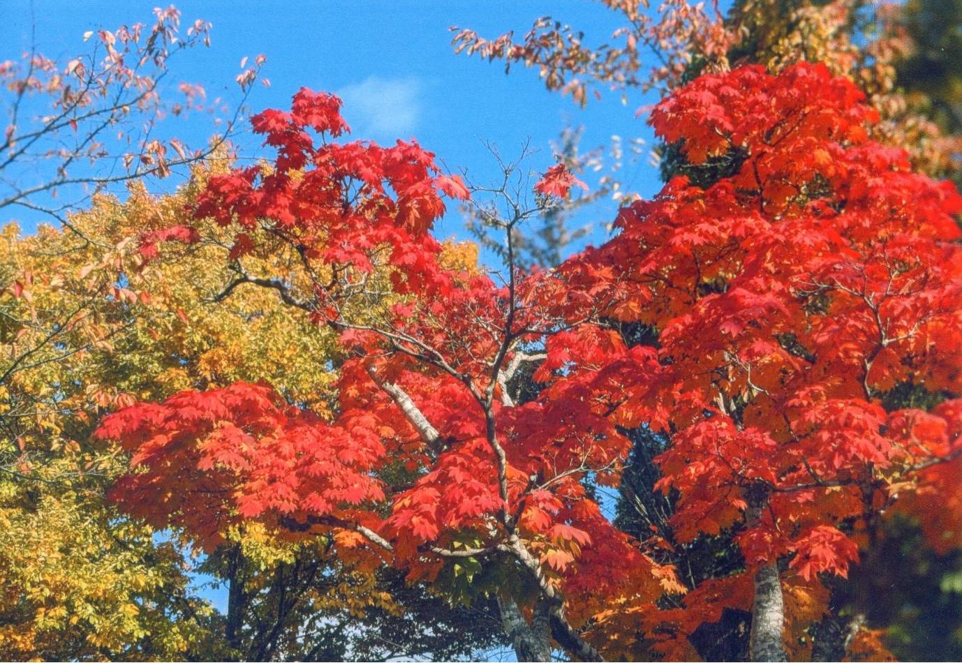 紅葉