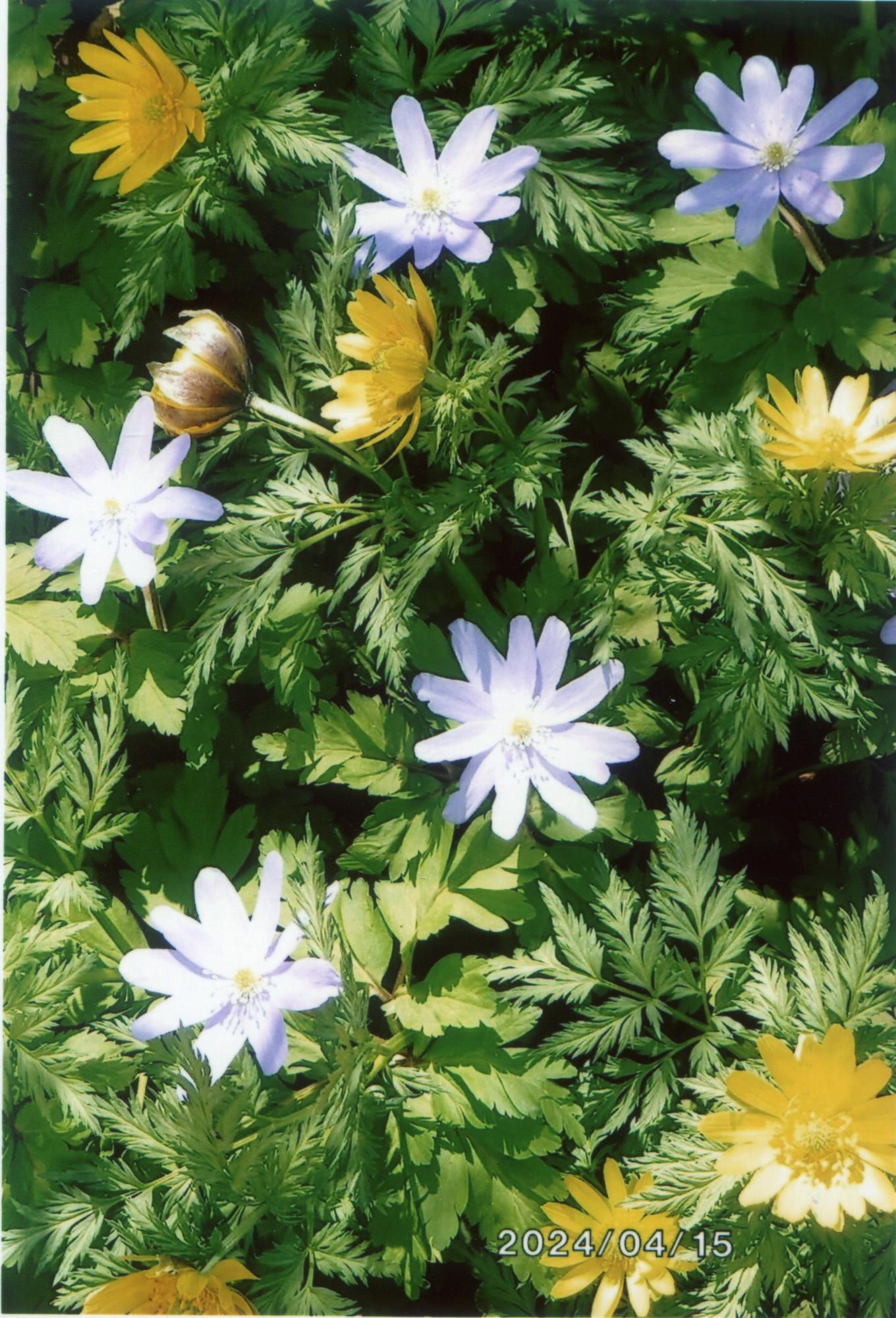 花