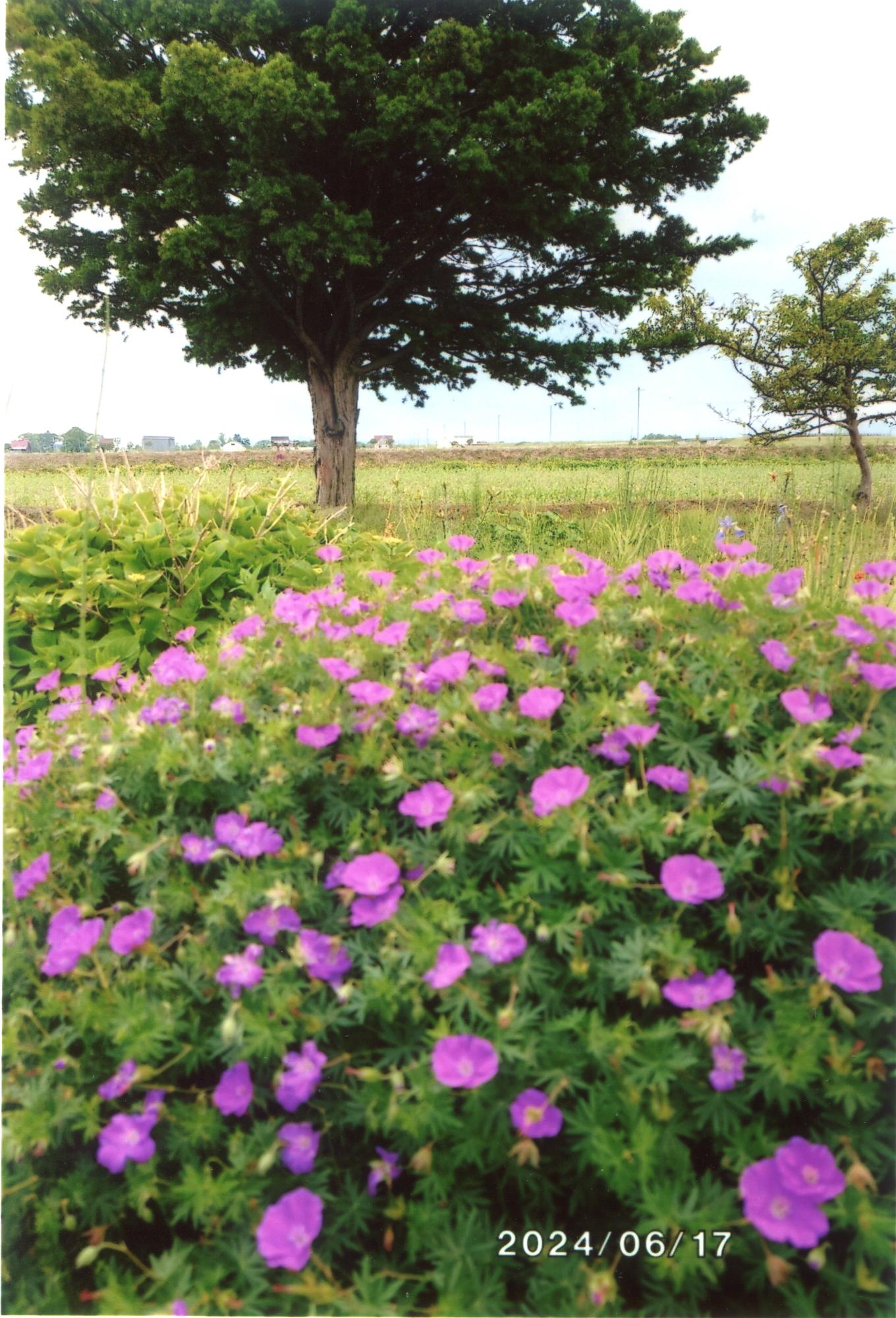 花畑