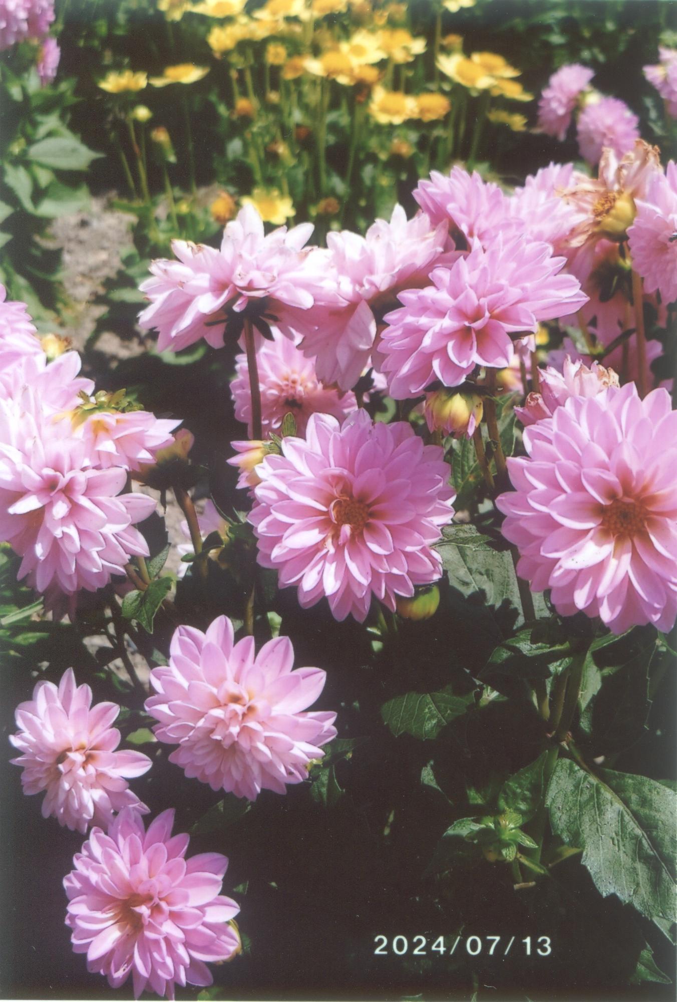花