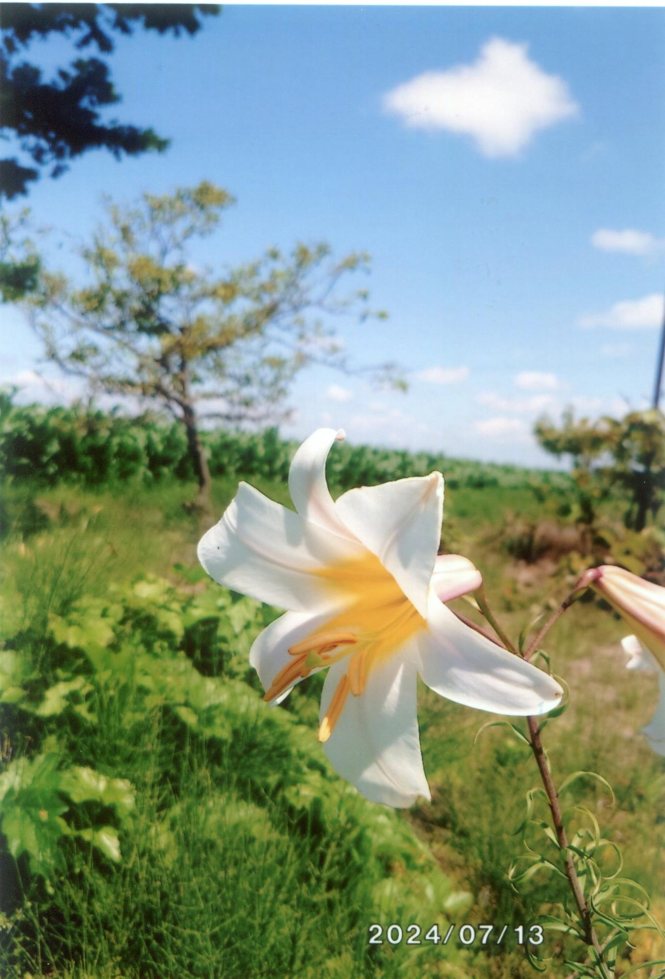 花