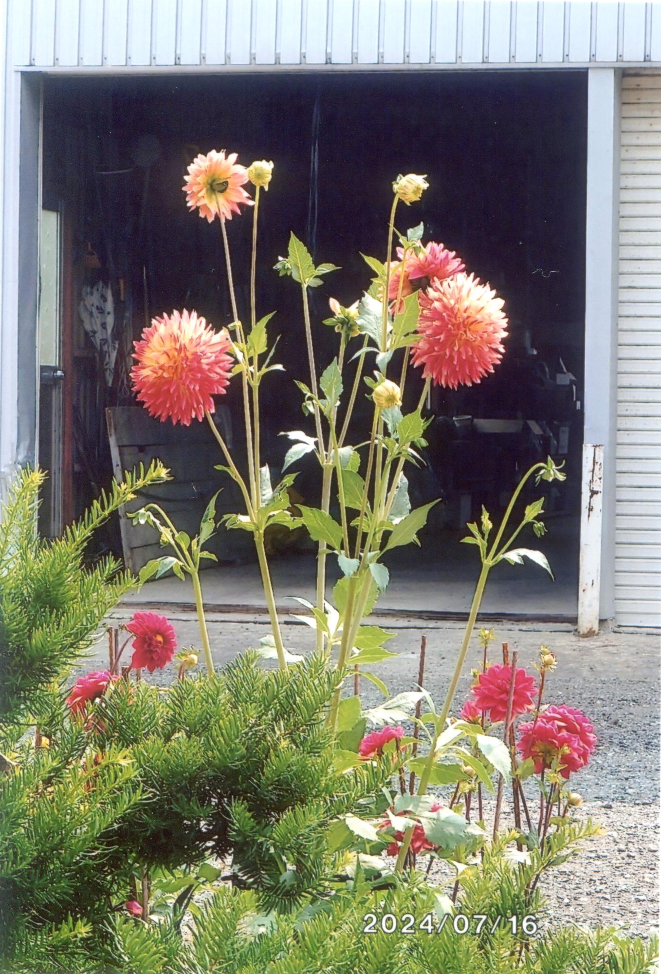 花