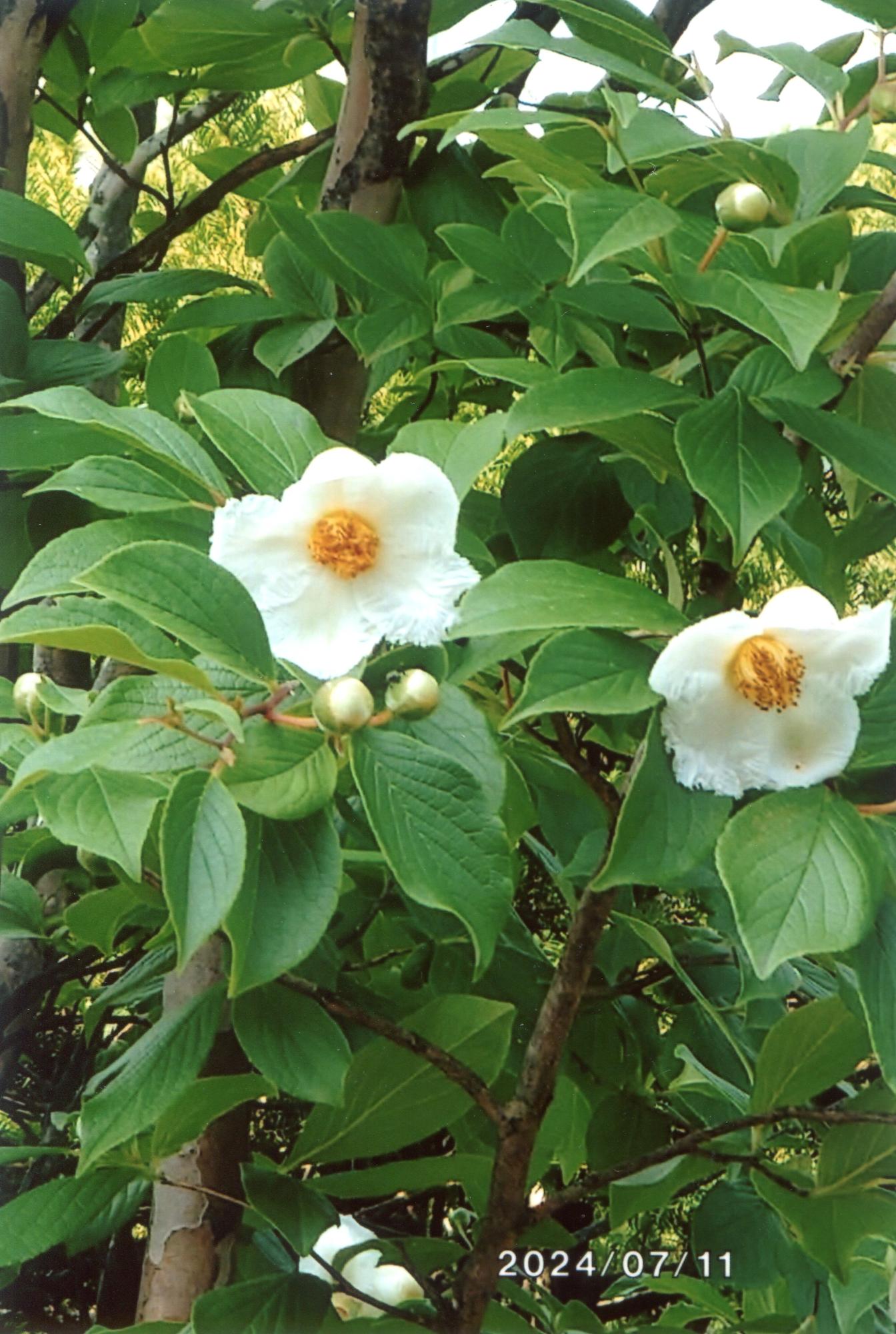 夏椿