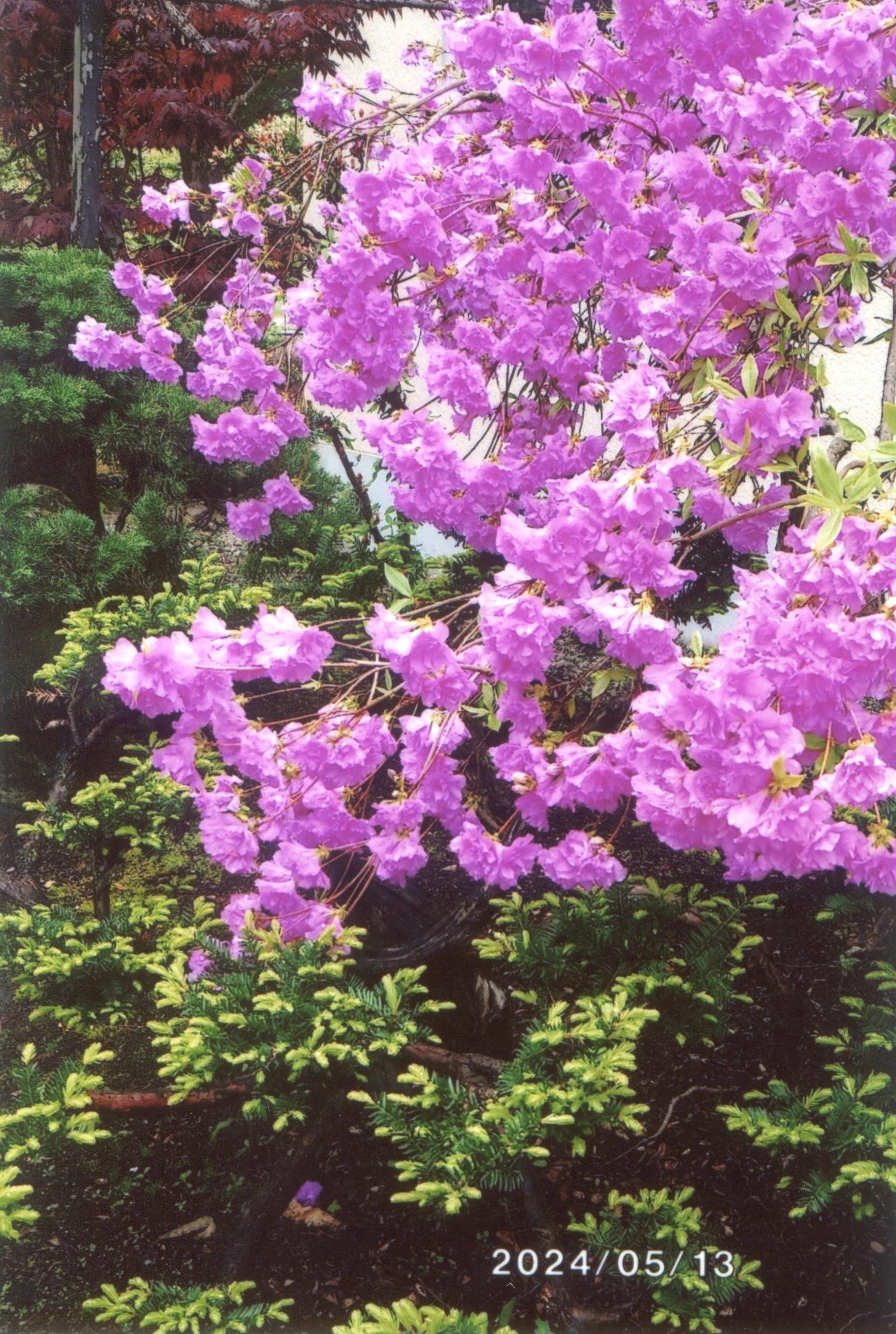 つつじ