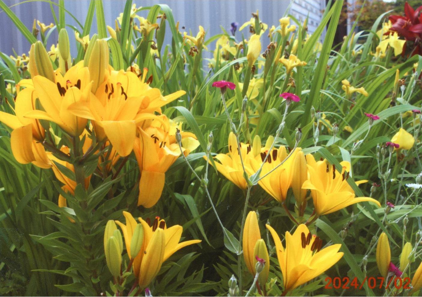 花