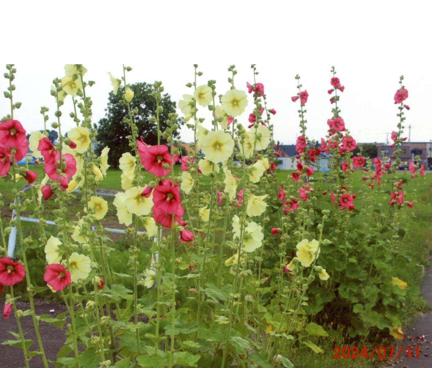 花