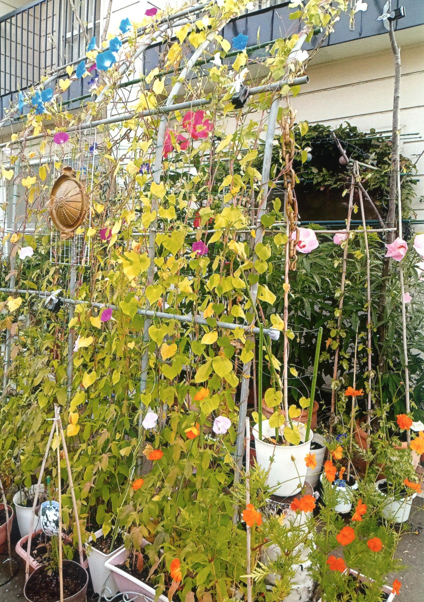 花