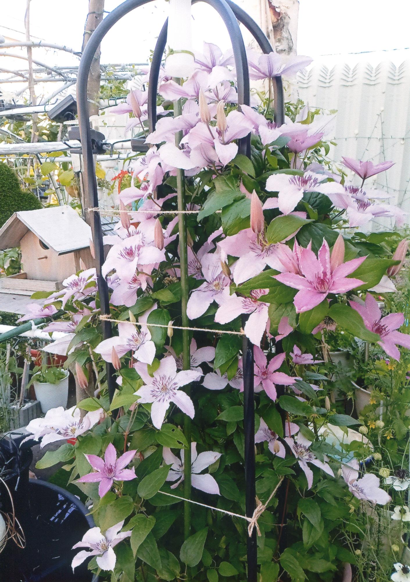 花