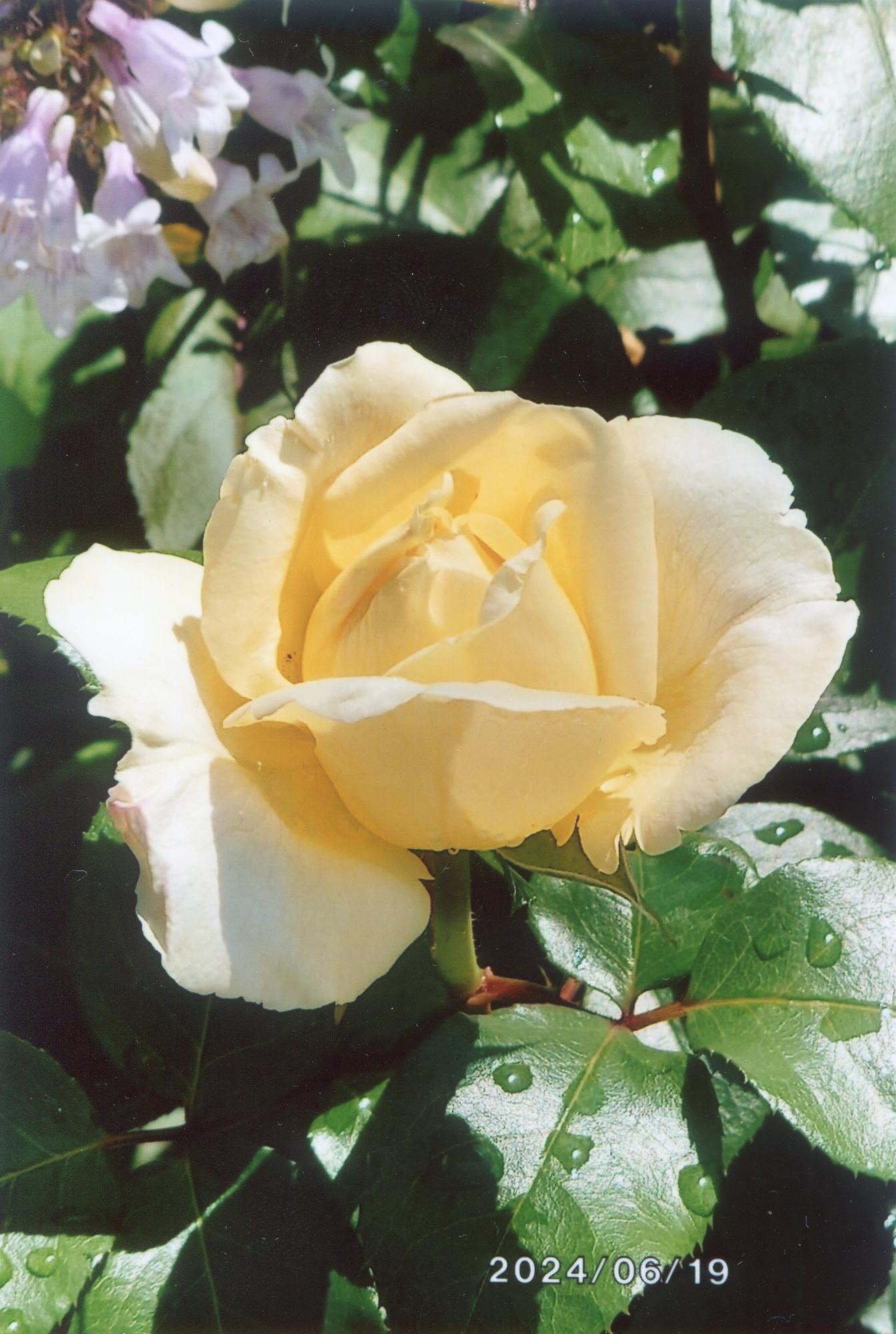 花