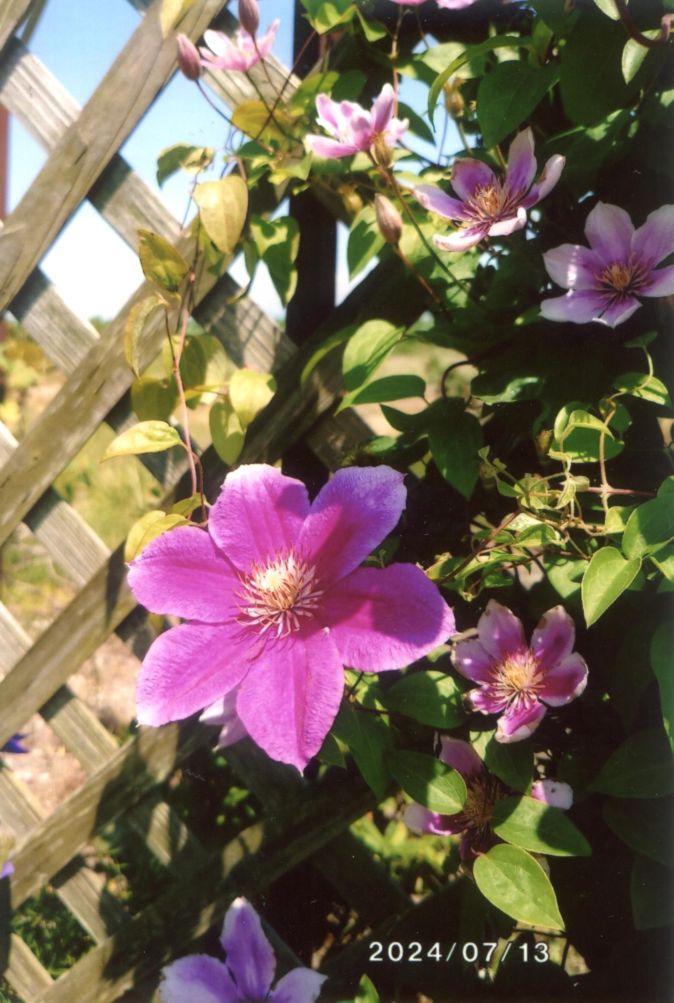 花