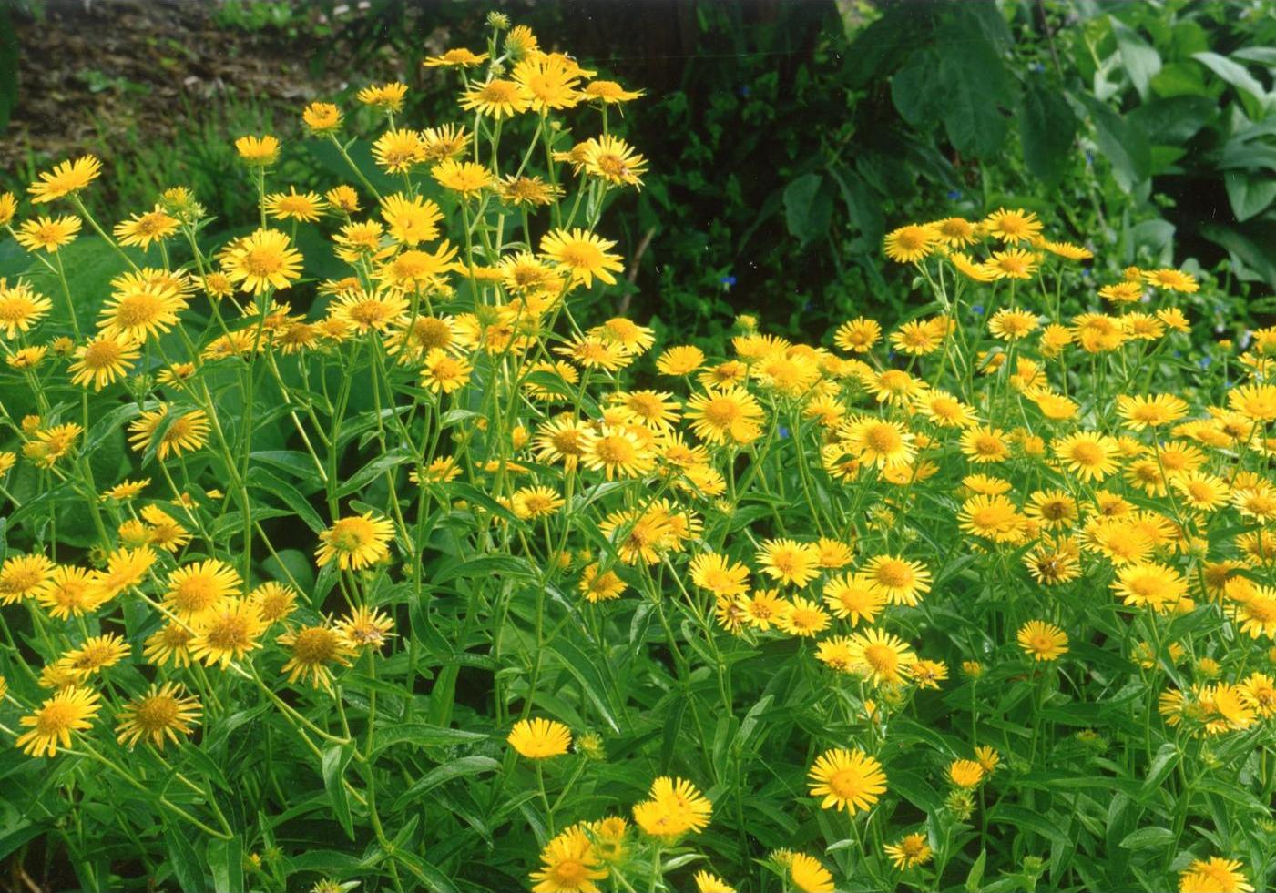 花