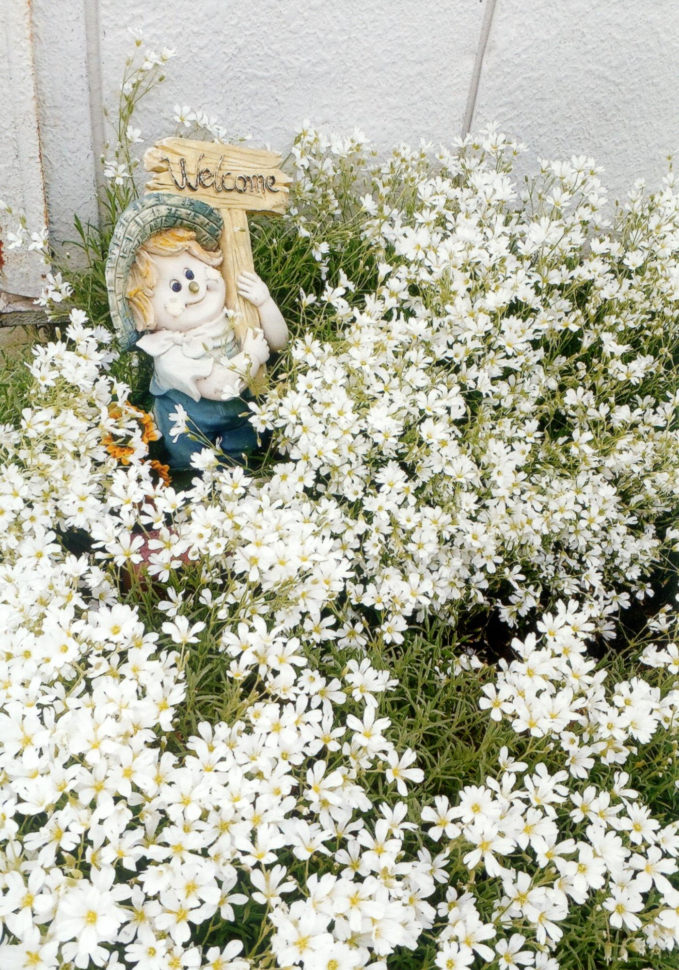 花