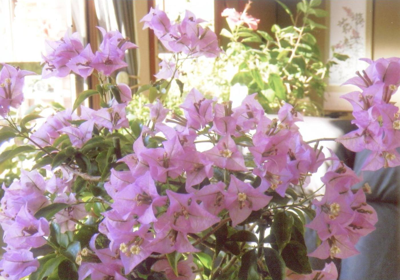 花