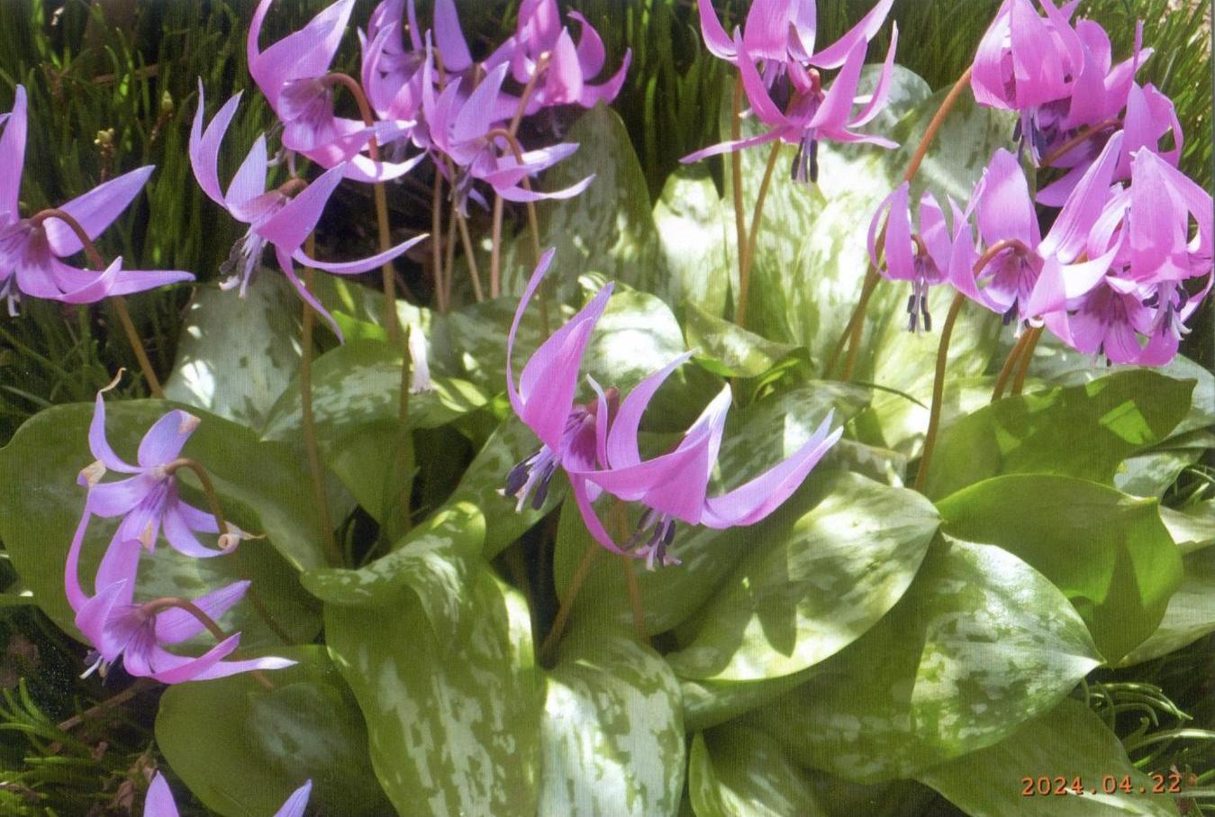 花