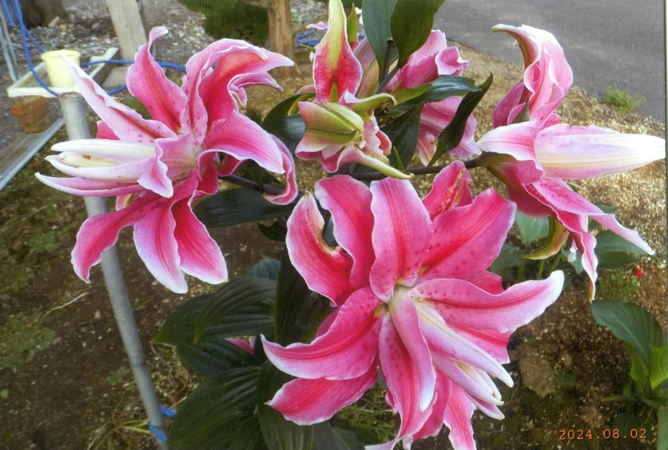 花