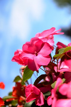 赤い花の写真