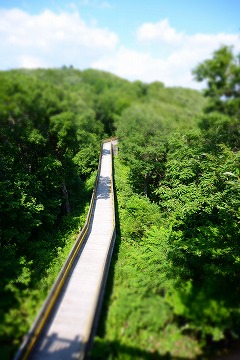 山の中に木道が手前から奥に写っている写真