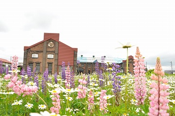 ルピナスの奥にれんが造りの建物が写っている写真