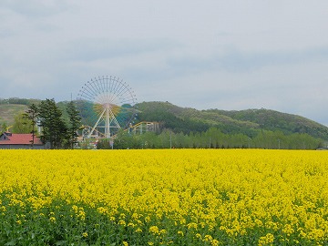 手前に菜の花、奥に遊園地の観覧車が中央付近に写っている写真