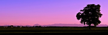 畑の右側に大きな木が写っている写真