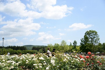 青空を背景に手前に白いバラが一面に咲いている写真