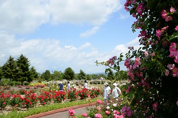右手前にピンクのバラ、奥にさまざまな花が咲いている様子の写真
