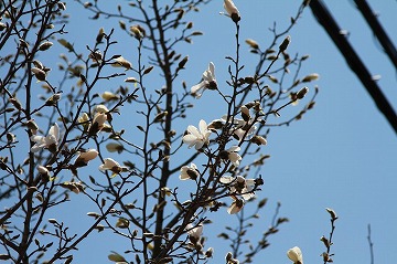 青空を背景にし、奥に電線が見える、こぶしの花の写真