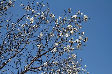 青空を背景にした、こぶしの花の写真