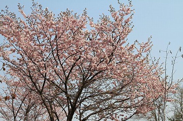 青空を背景にした桜の写真