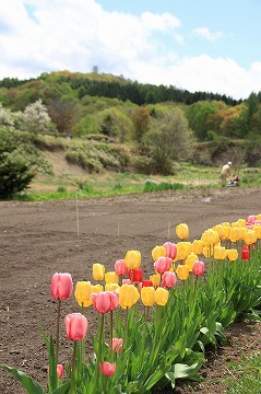右奥に畑で農作業をしている男性、手前に赤や黄色のチューリップが咲いている様子の野心