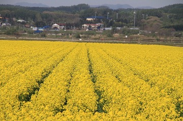奥に複数の建物が見える、一面が菜の花畑の写真