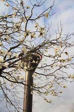 こぶしの花の奥に塔が写っている写真