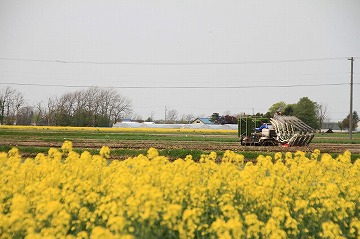 手前にたくさんの菜の花、奥右側に田植え作業をしている様子の写真