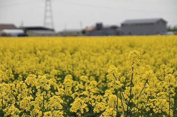 奥に建物や鉄塔が見える、一面菜の花畑の写真