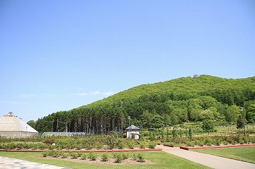 青空、山を背景、手前にバラ園が写っている写真