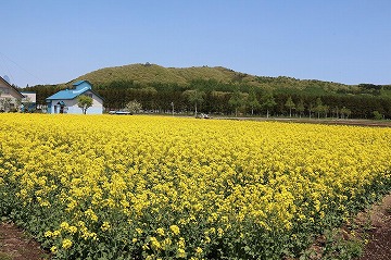 手前に菜の花、奥に青い屋根の建物と山と青空が写っている写真