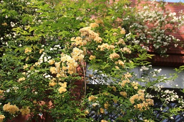 中央に黄色の花が写っている草木の写真