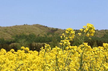 手前に菜の花、奥に山と青空が写っている写真