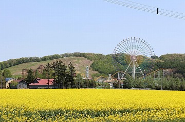 手前に菜の花、奥の右側に遊園地の観覧車、左側にスキー場が写っている写真