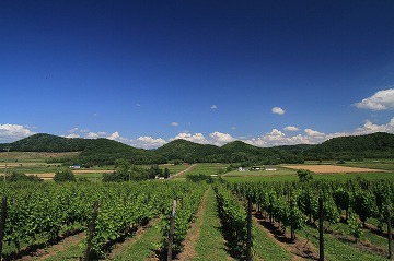 奥に青空と山々、手前にブドウの木が奥に向かって並んで写っている写真