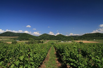 奥に青空と山々、手前にブドウの木が奥に向かって並んで写っている写真