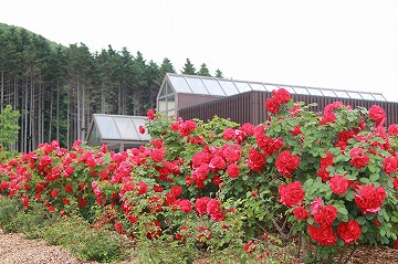 手前に赤いバラ、奥に建物や山が写っている写真