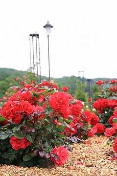 手前に赤いバラ、奥に電灯、背景に空が写っている写真